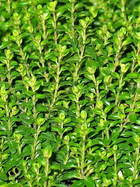 400 Thyme Seeds Sprouting, Cooking Herb Seeds