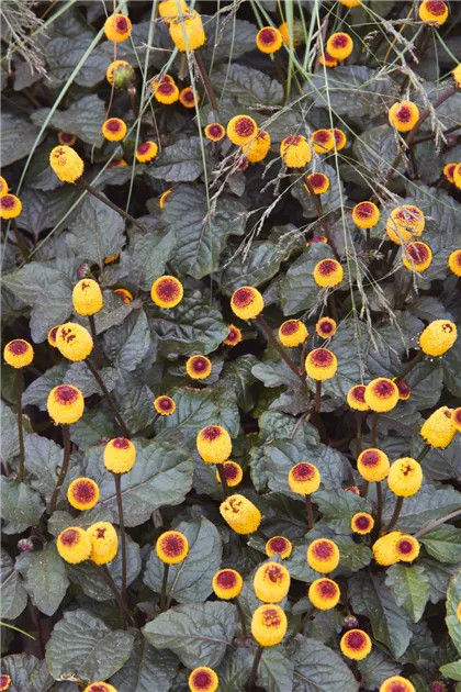 Spilanthes acmella oleracea Purpurea PURPLE TOOTHACHE PLANT – Seeds!