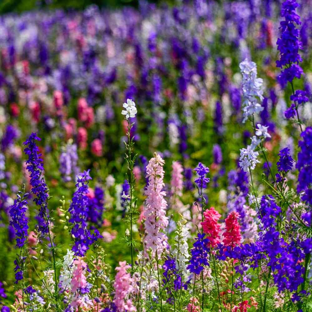 1 LB Delphinium Larkspur Seed Mix For Planting Outdoors | Rocket Larkspur