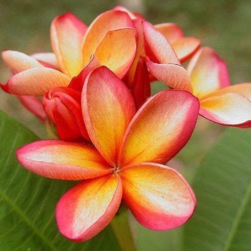 5 Orange Pink Plumeria Seeds Plants Flower Lei Hawaiian Perennial Seed Bloom 209
