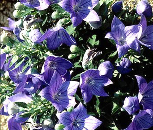 BALLOON FLOWER BLUE Platycodon Grandiflorus – 500 Bulk Seeds