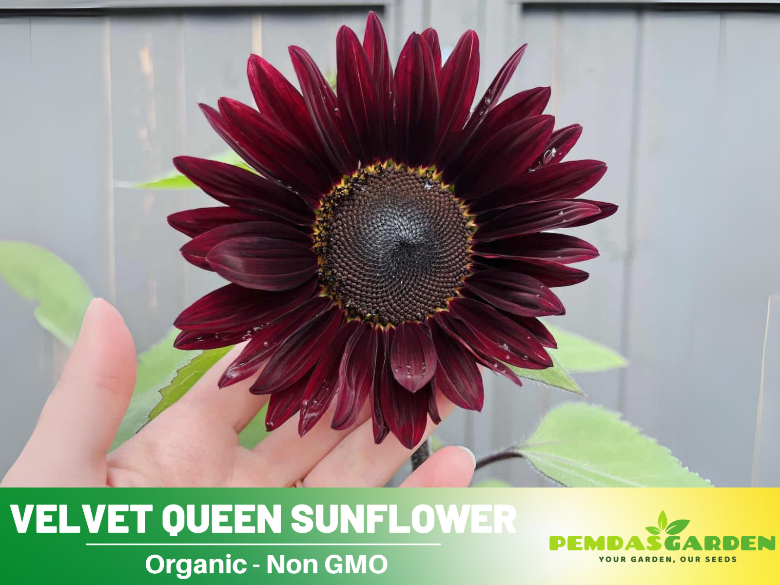 25+ Seeds| Velvet Queen Sunflowers Seeds #E004