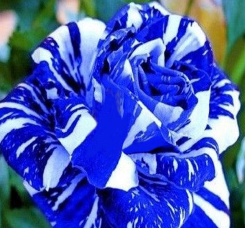 25 PACK STRIPED hybrid ROSE SEEDS for germination garden flower bed plant bush