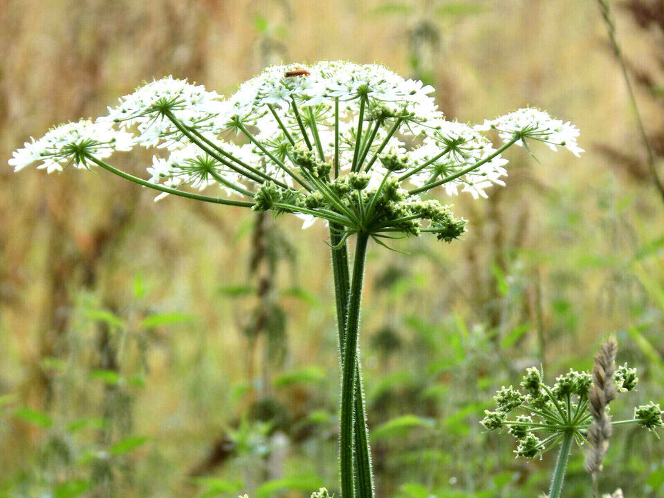 200+ ANISE SEEDS FRESH GARDEN HARVEST FRESH HARVEST FOR GARDENS