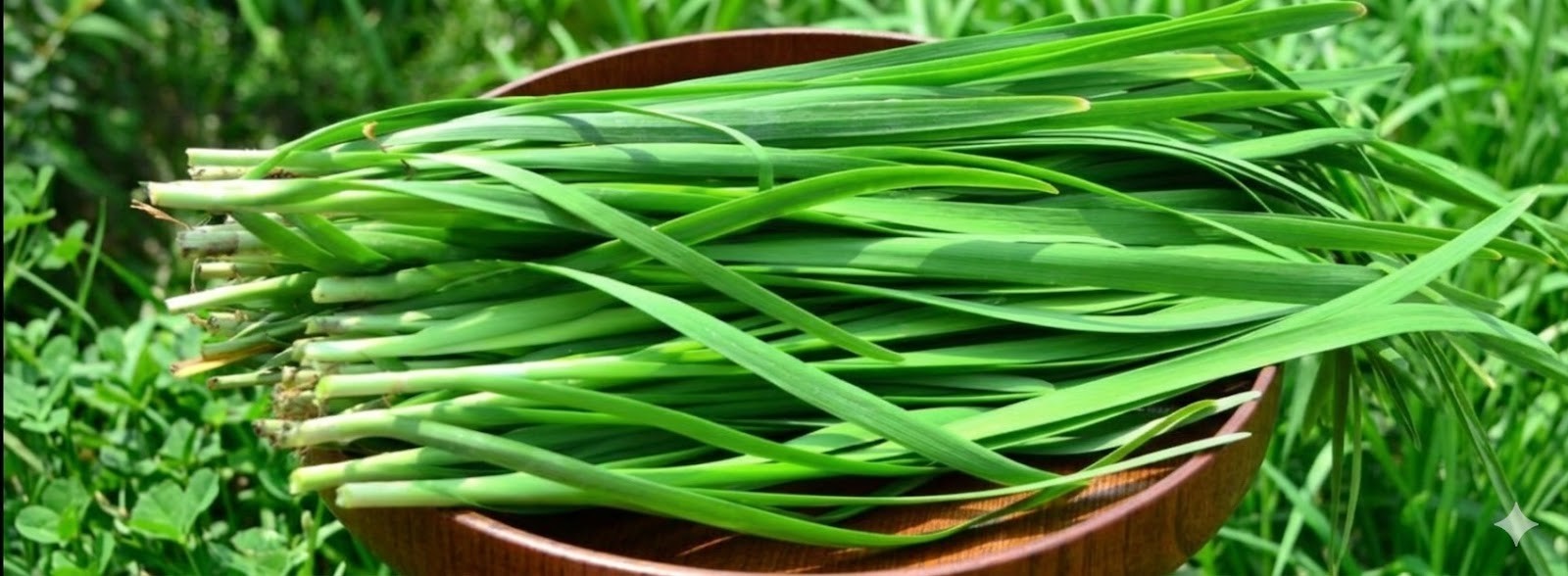 30 Garlic Chive  Roots, Organic, non-GMO