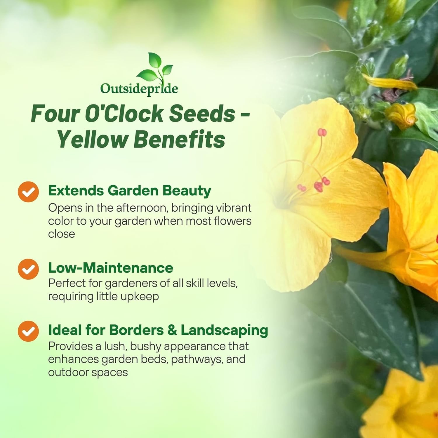 Easy-Grow Yellow Four O’clock Seeds – 1/4 lb Perennial for Borders & Hedges