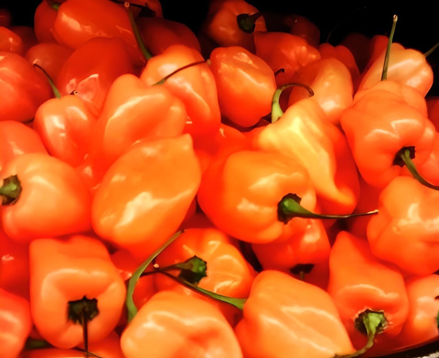 Habanero Orange Hot Pepper Spicy Flavor for Cooking and Salsa