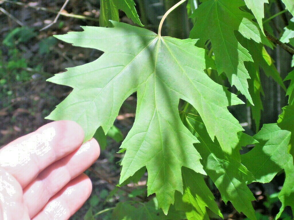 15 SILVER MAPLE SEEDS – Acer saccharinum