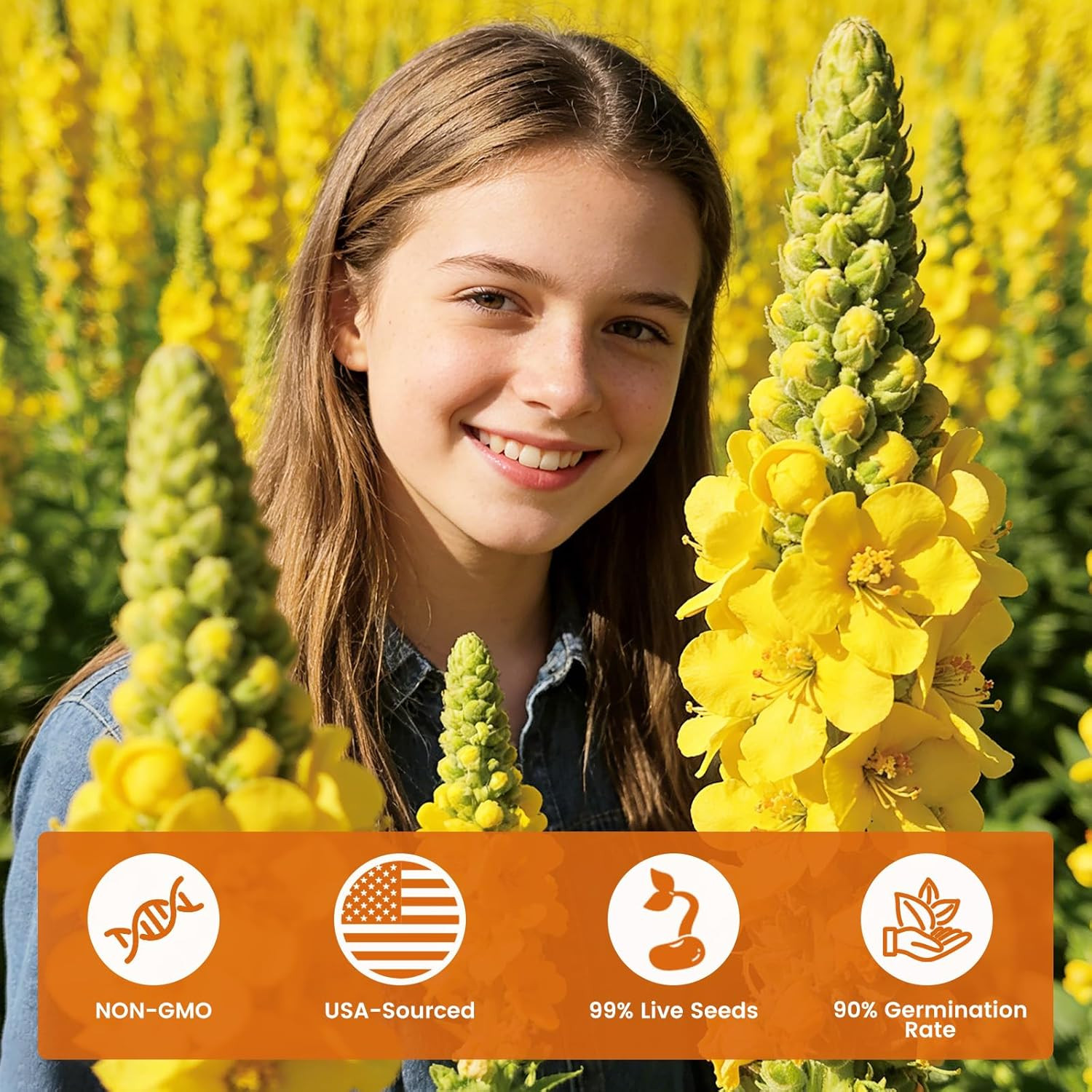 10,000+ Mullein Seeds for Planting(Verbascum Thapsus), Organic Heirloom Flower S