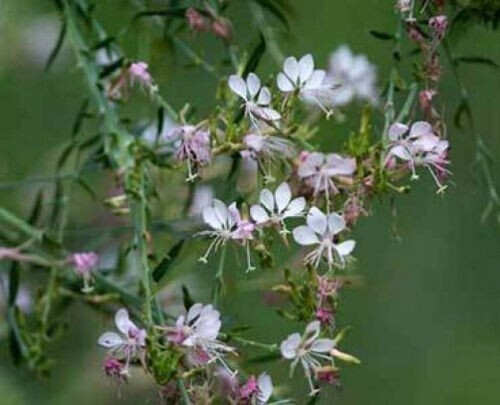 Gaura ibennis | Gaura longifolia – 1 bareroot