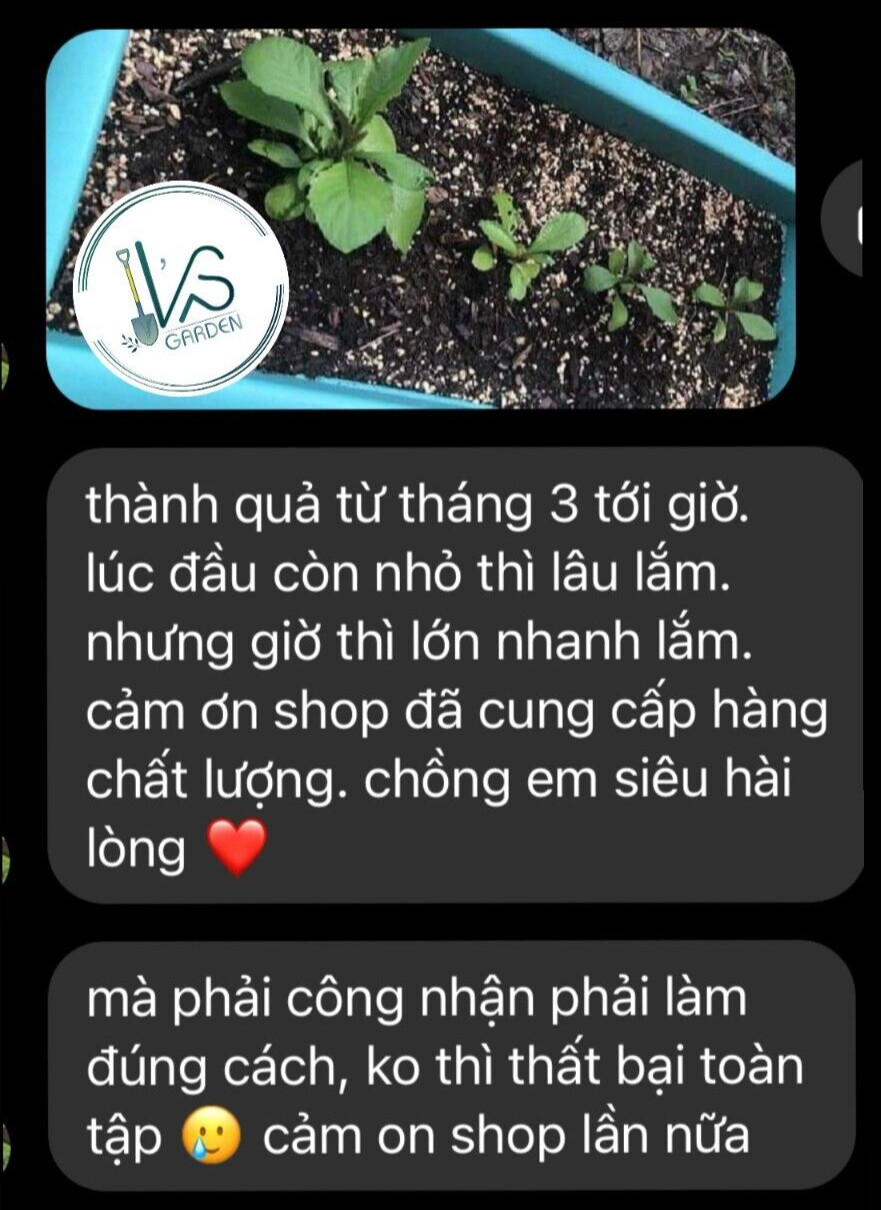HẠT CẢI TRỜI (HƠN 200 HẠT) – BLUMEA LACERA SEEDS (200 pcs)