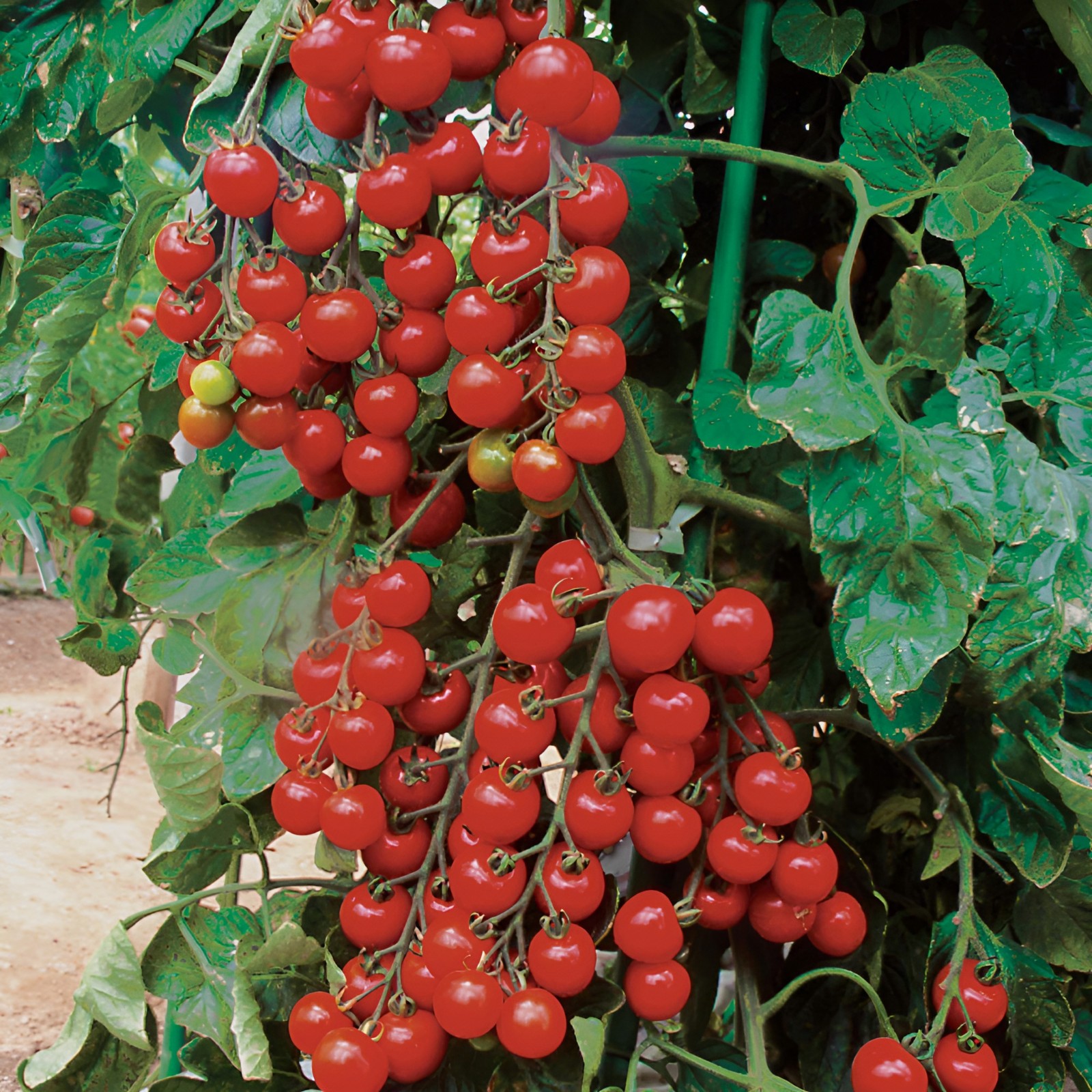 100 Heirloom Riesenstraube Tomato Seeds – High Yields Large 1 Ounce Cherry Sized