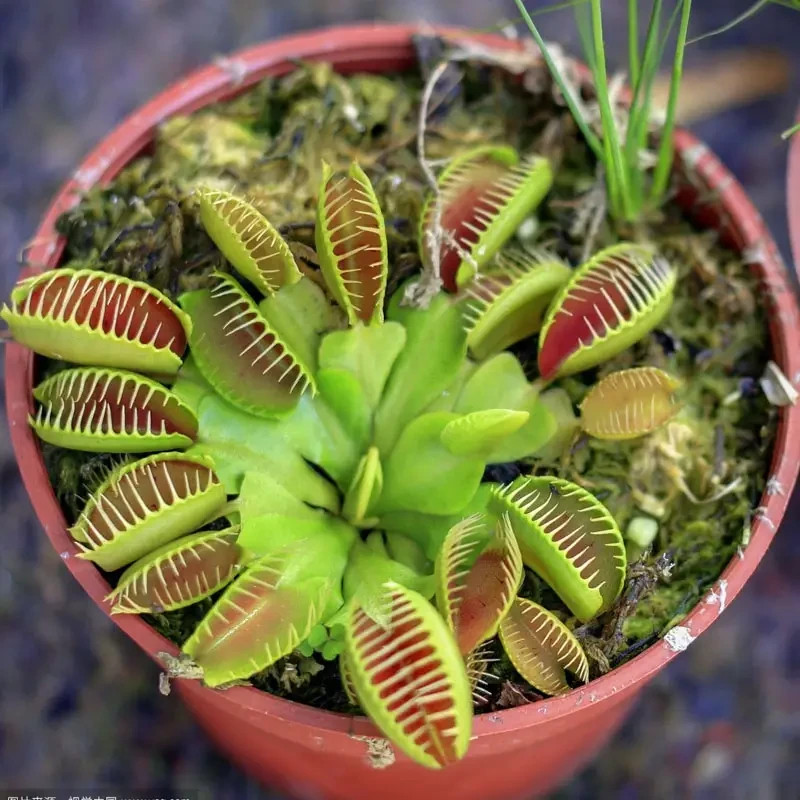 10 pcs Sow Right Seeds Venus flytrap seeds perennial gro plants Seeds