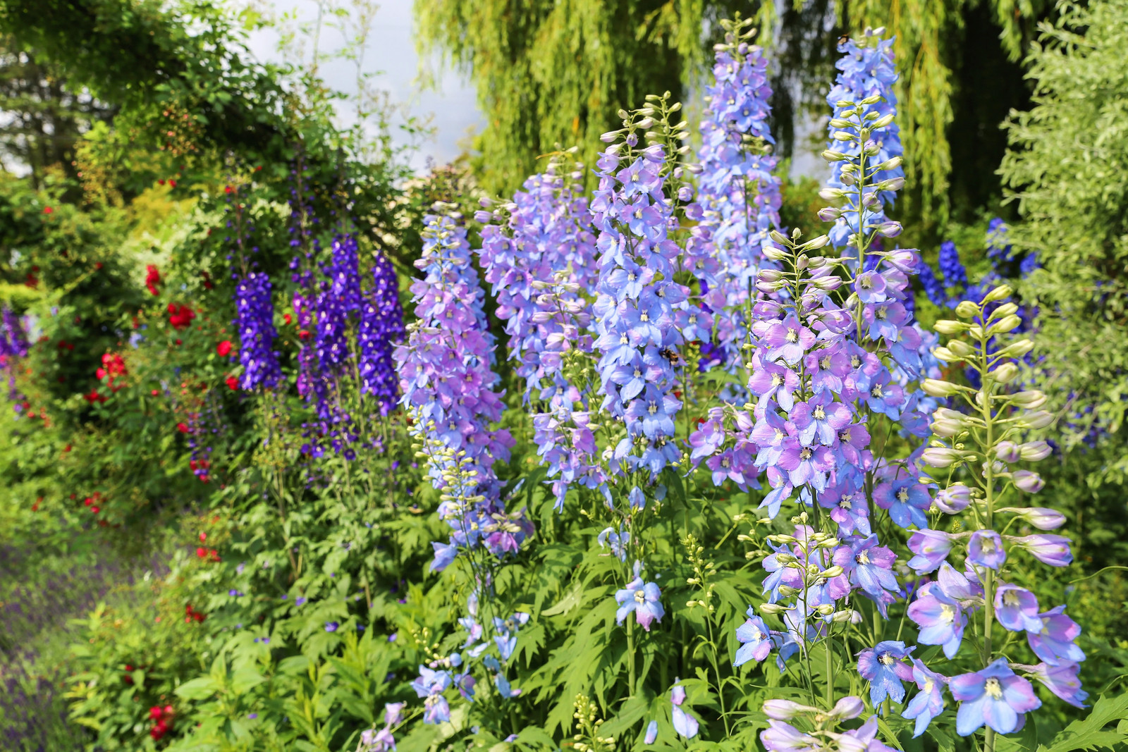 100 ROCKET LARKSPUR DELPHINIUM Consolida Giant Imperial Mixed Color Flower Seeds