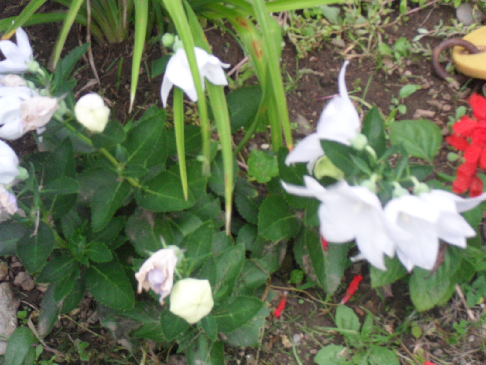 Platycodon grandiflorus, Balloon flower mix 35+ perennial seed
