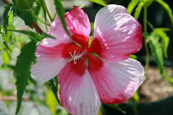 Hibiscus moscheutos | Turn of the Century | Hardy Hibiscus | 10 Seeds