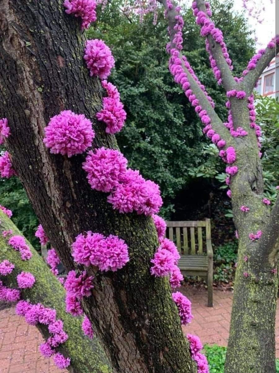 Judas Tree Seeds for Planting – 20 Seeds – Flowering Tree Prized for Yard, Ga…