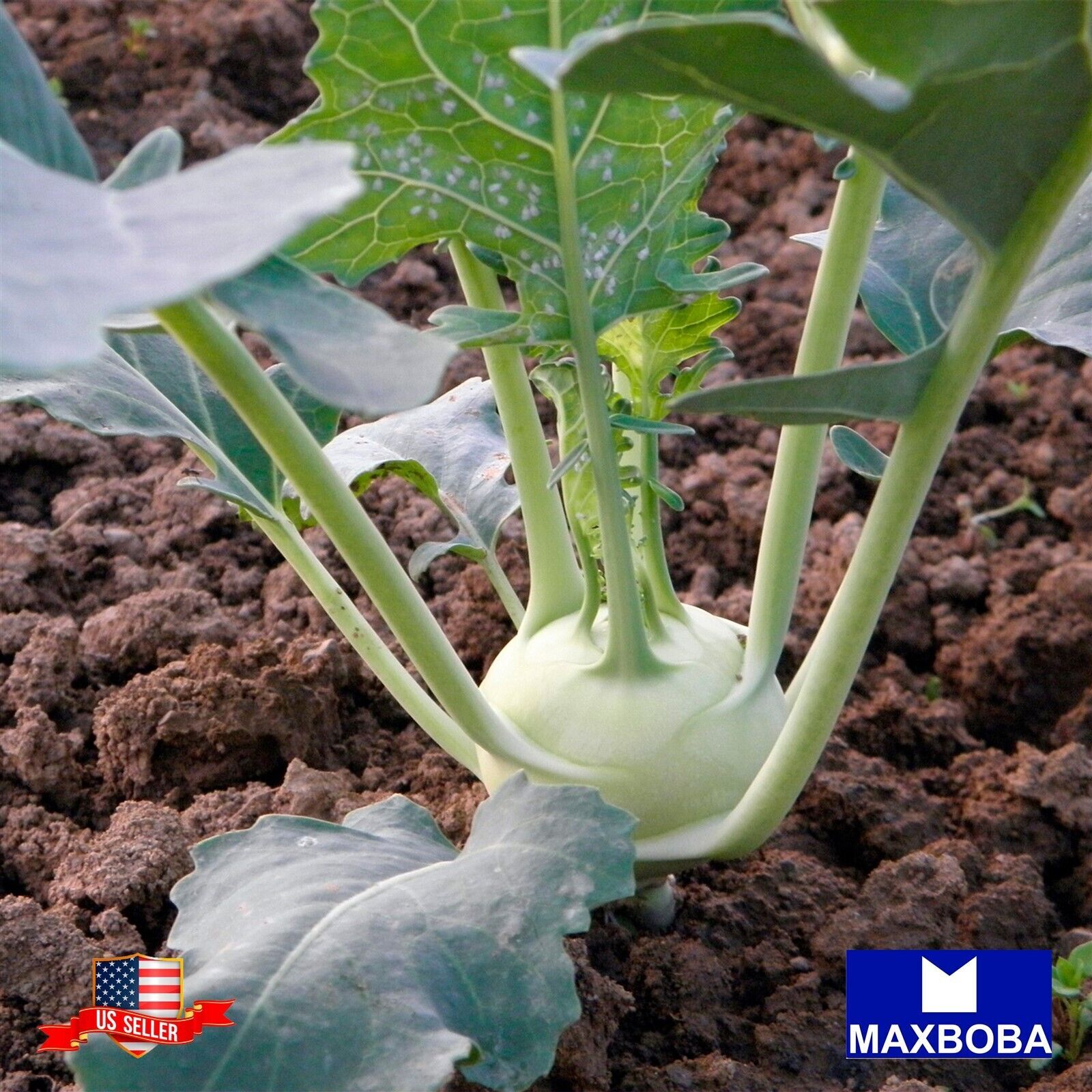 Kohlrabi Fresh Seeds – Early White Vienna Non-GMO Heirloom Vegetable Garden