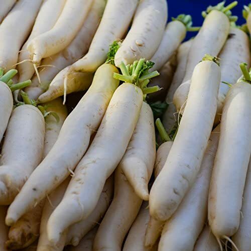 Miyashige Daikon White Japanese Radish Seeds | Non-GMO | Free Shipping | 1096