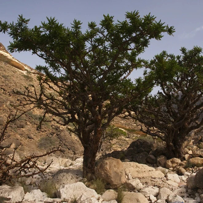 25 Frankincense Pine Tree Seeds – Sap used for Incense + Salve + Resin Balm !!