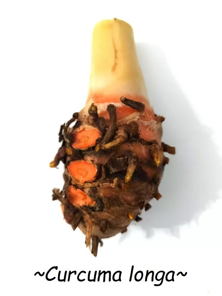 Hawaiian Red Turmeric Rhizomes Curcuma longa REALLY from HAWAII, not Florida