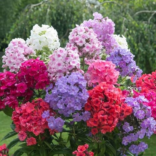 1800+ Mixed Creeping Phlox Seeds for Planting – Annual Phlox Seeds Perennial