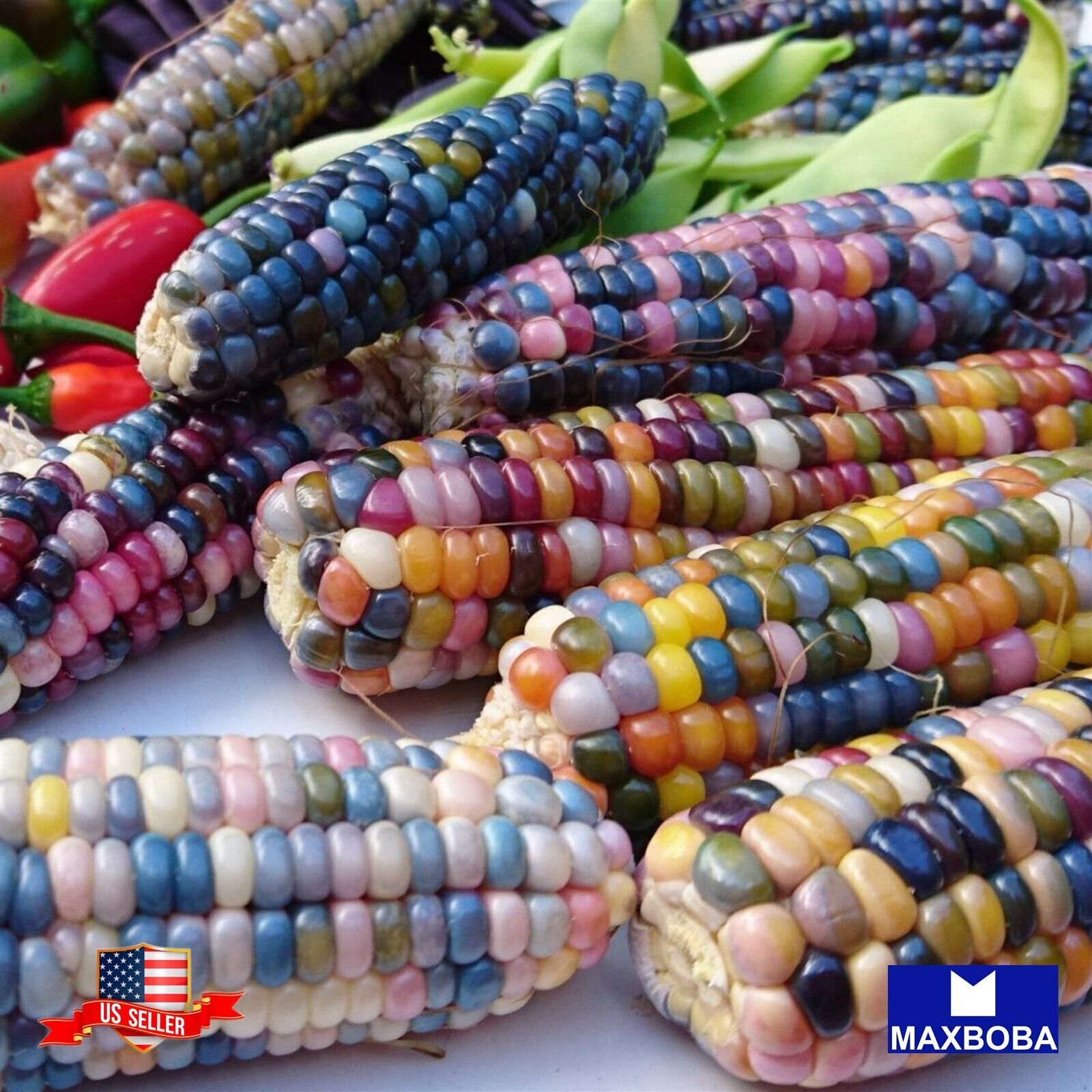 Corn Seeds – Popcorn – Rainbow Jewel Vegetable Non-GMO – Heirloom