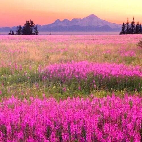 Alaska Wildflower Flower Seed Mix – 5000+ Seeds – Special Mix From Denali Area