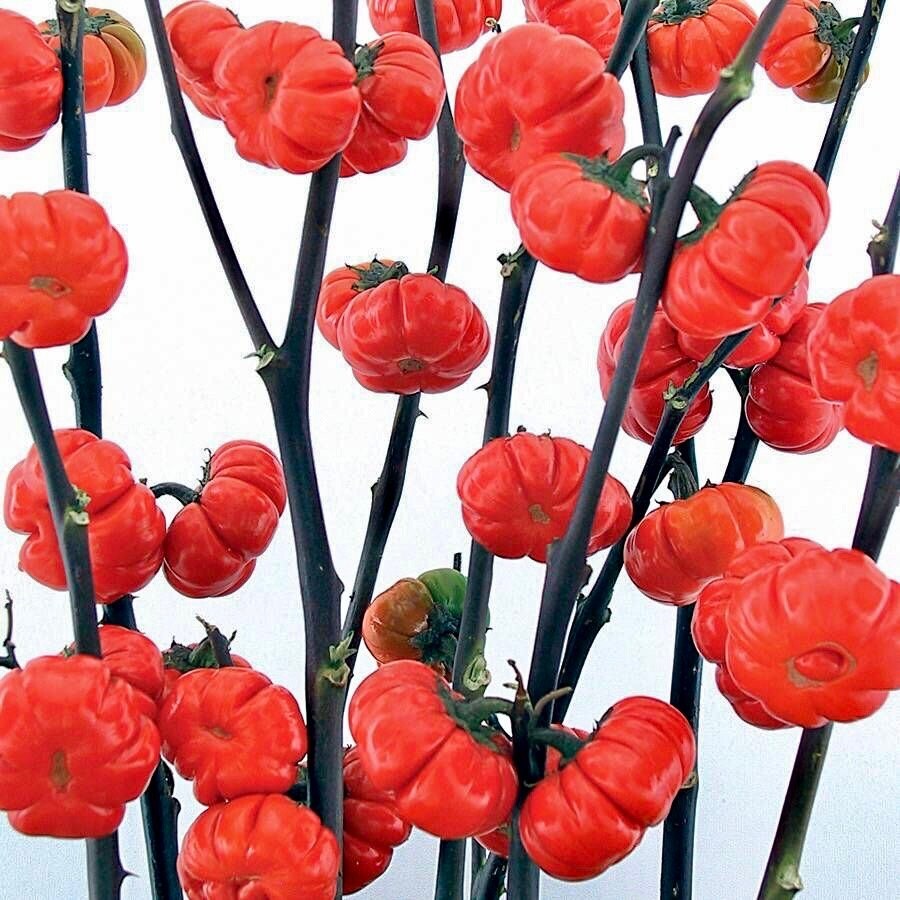 Rare Ornamental ‘Pumpkin On A Stick’ Seeds ~ Grow Your Own ~ Autumn ~ Halloween