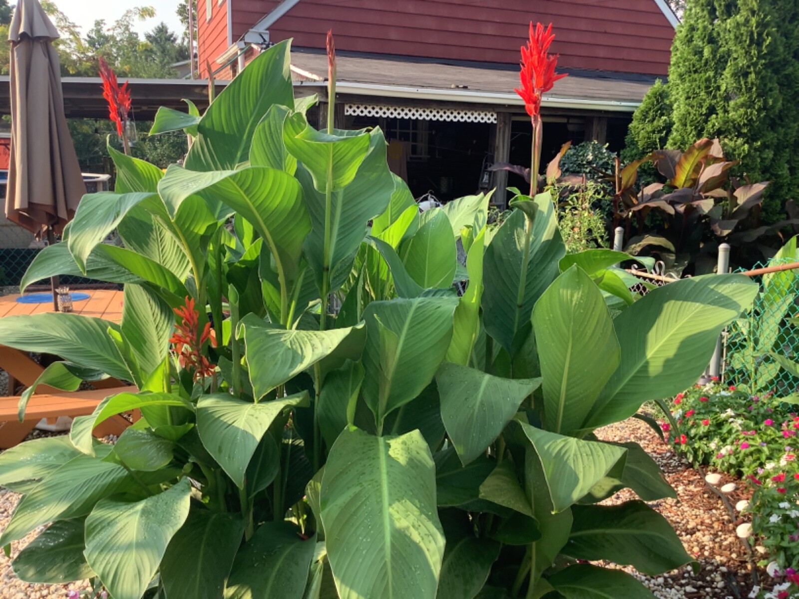 Lot Of (10)Canna Bulbs Red Jumbo Plants 6′–8′ Green Leaf 2024 Bulbs Ships FREE
