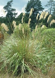 Cortaderia fulvida 250 seeds