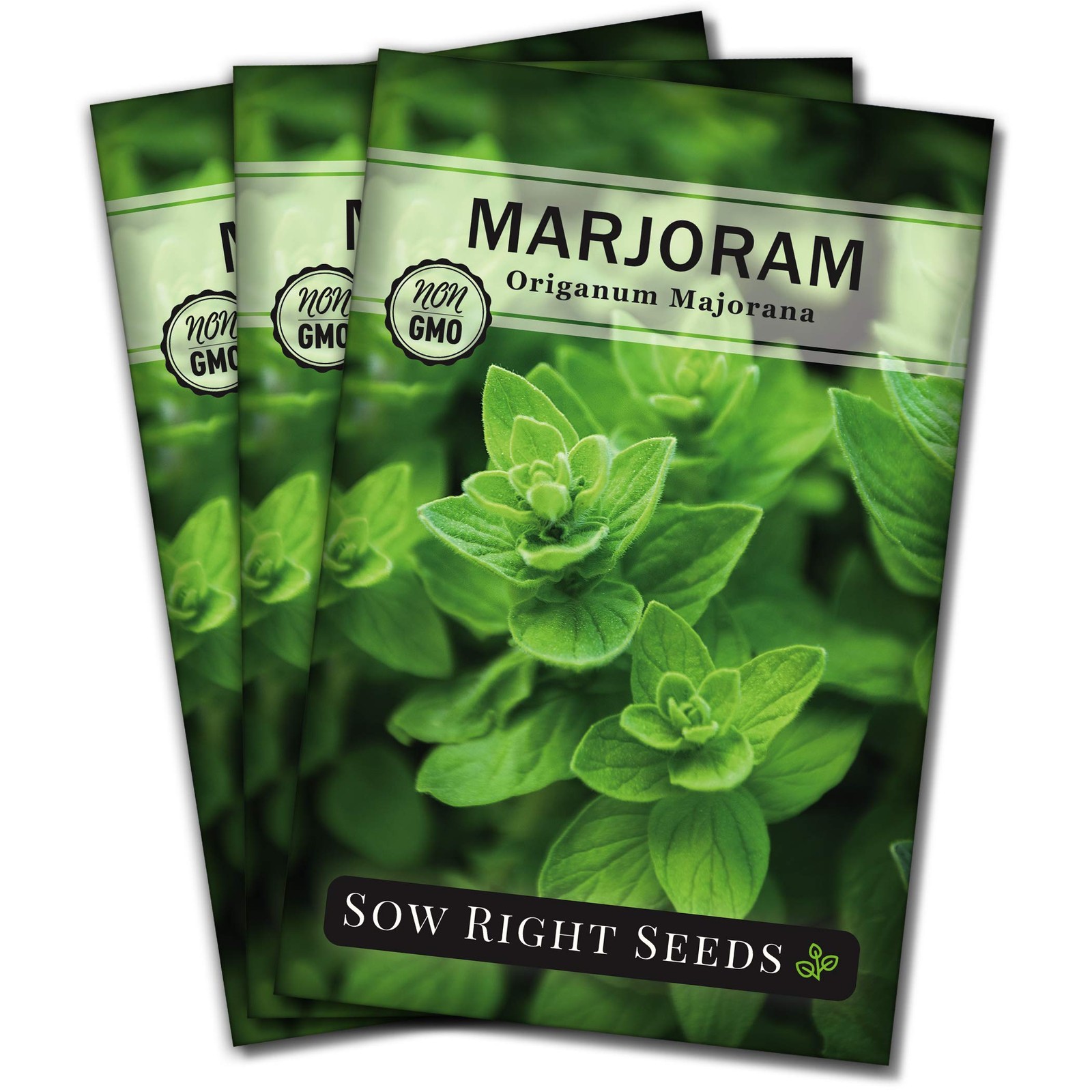 Marjoram Seeds – Non-GMO Heirloom for Indoor & Outdoor Herb Gardens