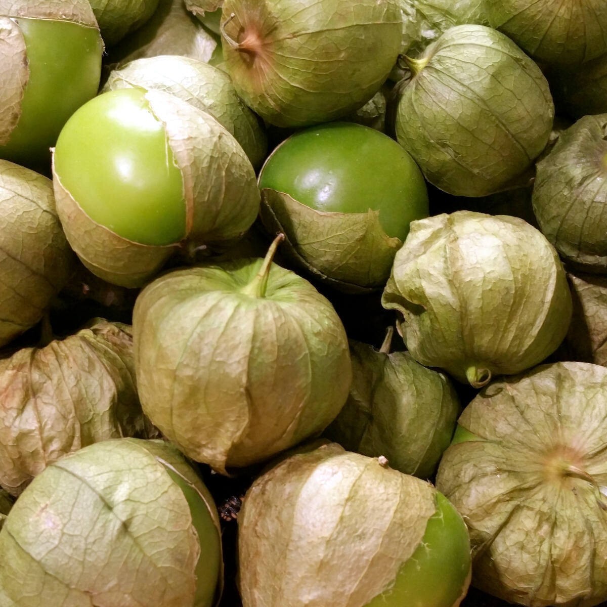 GREEN VERDE TOMATILLO Seed Organic Summer Vegetable Salsa Garden Container Easy