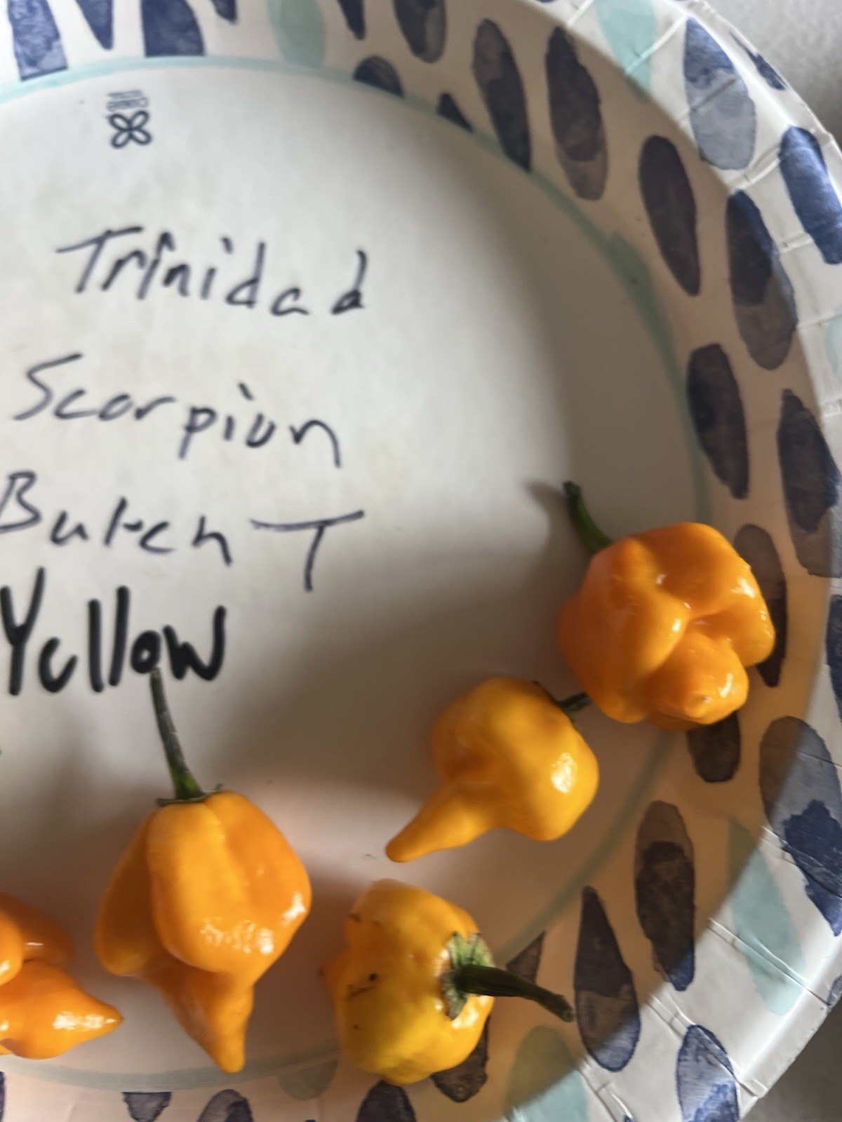 Trinidad Scorpion Butch T Yellow Hot Pepper Seeds 15+ Per Pack