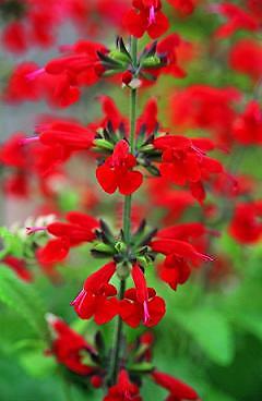 Salvia Coccinea Summer Jewel Red 250 seeds