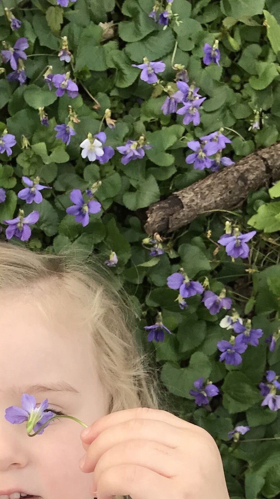 M All I Can Fit Box Wild Violets Live Plants Rhizome Roots Fresh From Tennessee