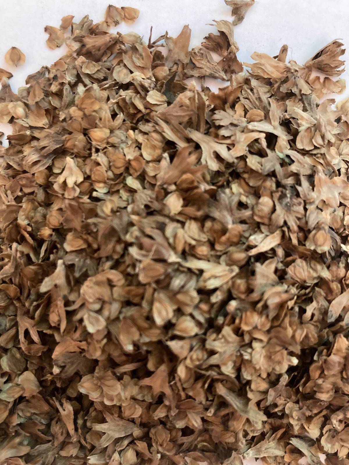 Yellow Birch Seeds Betula Alleghaniensis Tree Seeds Seed Pretreatment Grow Guide