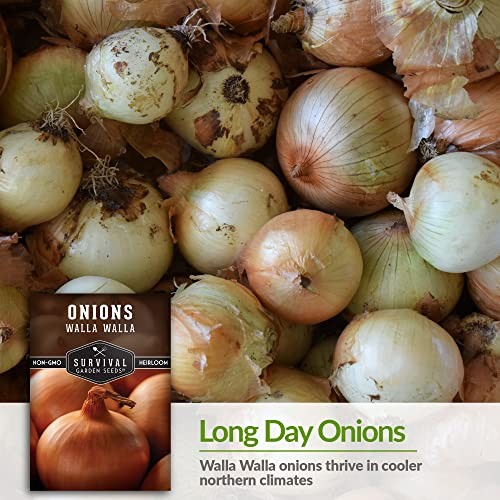 Walla Walla Sweet Onion Seeds for Planting – Long Day Yellow Sweet Onions 2