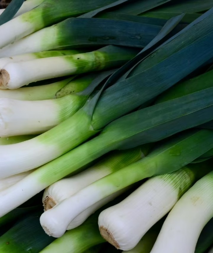 LEEK Giant Musselburgh Seeds Gmo-free Heirloom FREE Shipping