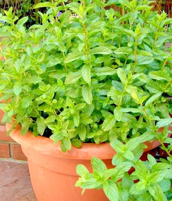 300+SPEARMINT Seeds Organic Herb Mint Tea Patio Container Vegetable Garden Easy