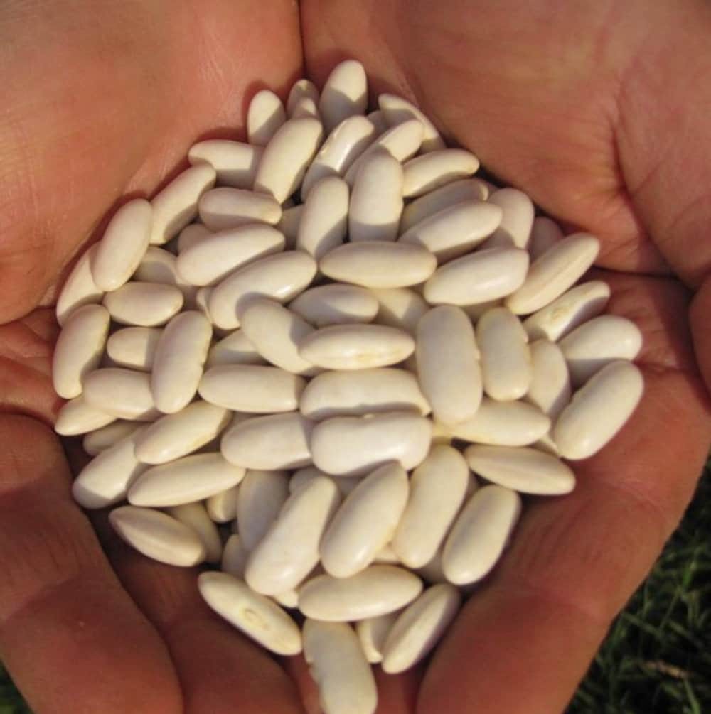 Cannellini Bush Beans Box Garden Seeds Italian Heirloom Dry Vegetable