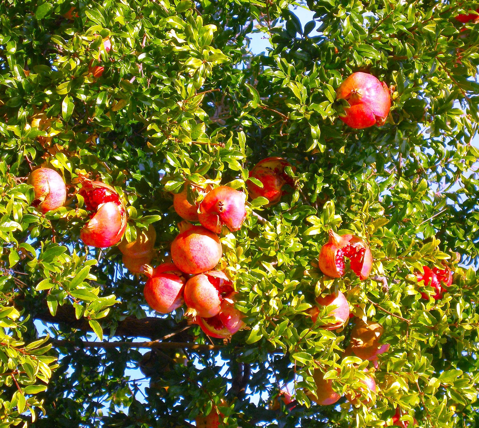 Pomegranate Tree Seeds – For 2026 Planting Punica Granatum Anar Dalim Granate