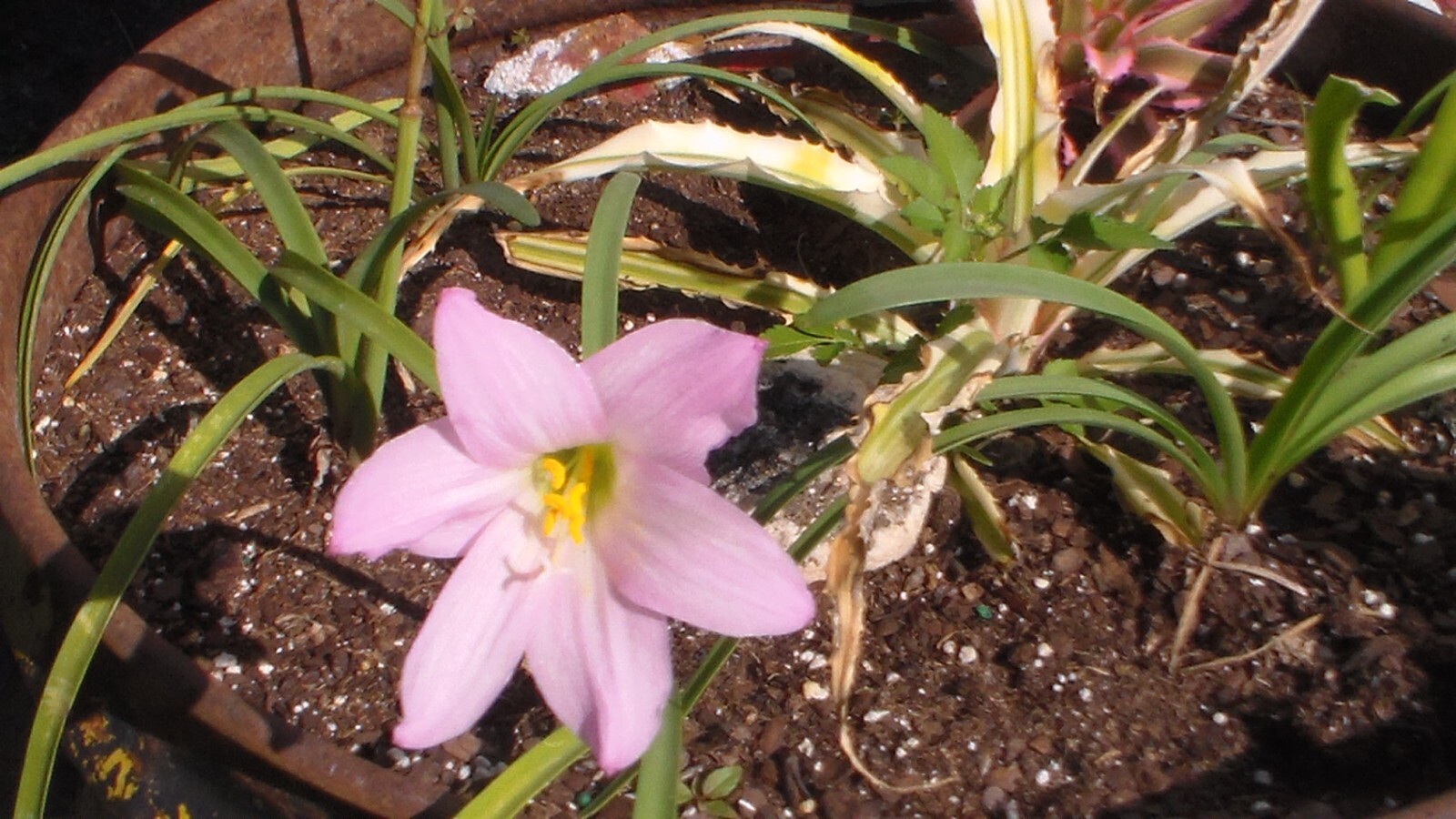PINK RAIN LILY NEW 2025 Seeds Amaryllis “Pale Pink Panther” Habranthus robustus