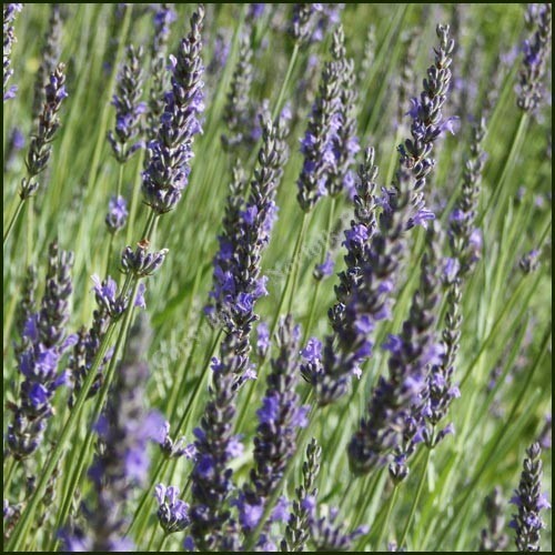 155 seeds| Vera Lavender Flower Herb Seeds #6008