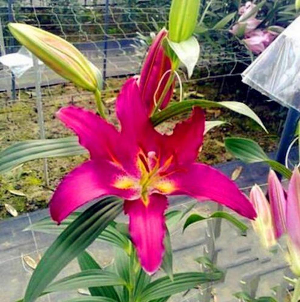 25pc LILY SEEDS Garden Plant Flower rare bloom exotic USA seller B FREE shipping