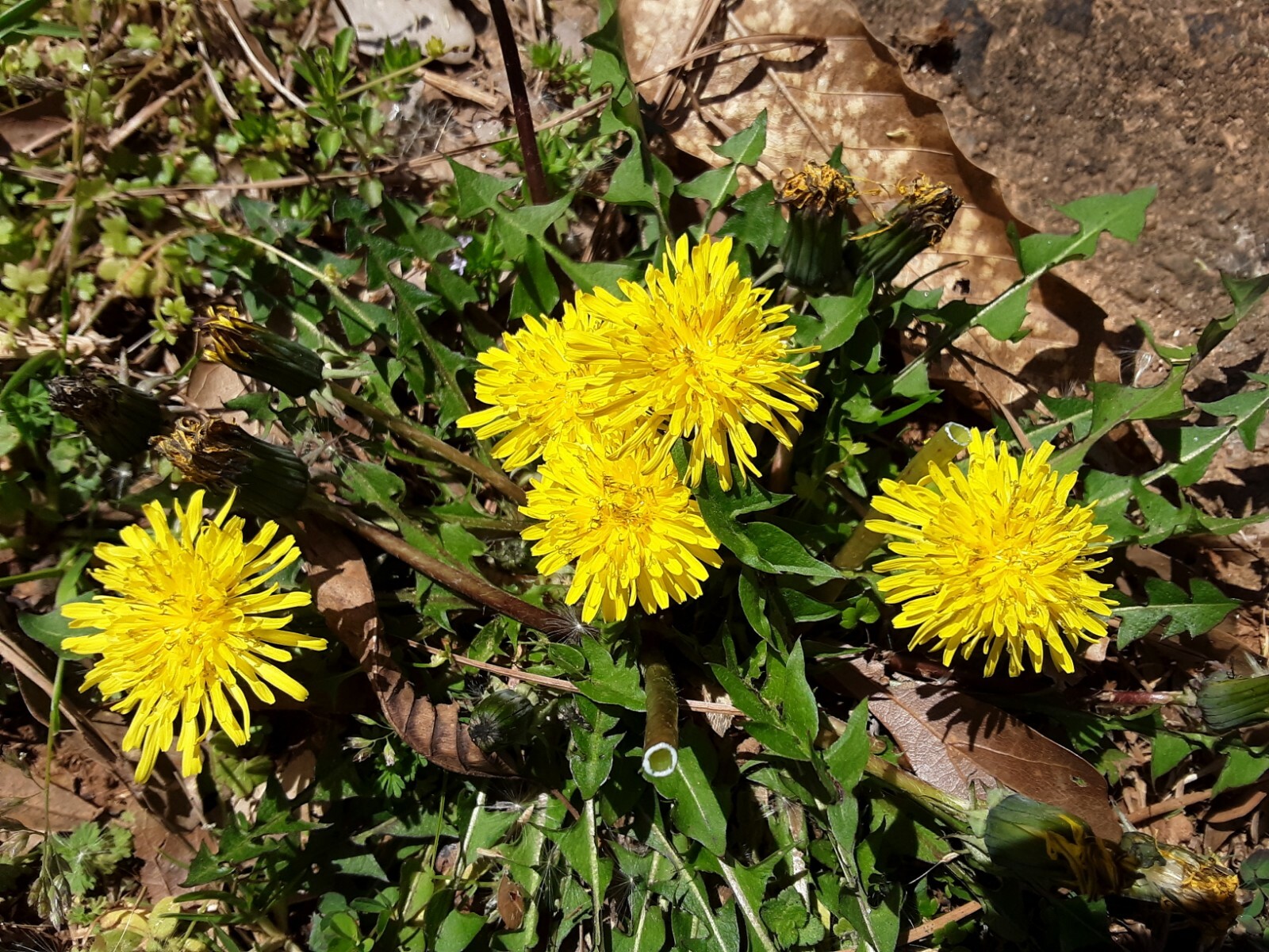 100 + Common Dandelion Seeds.US grown.