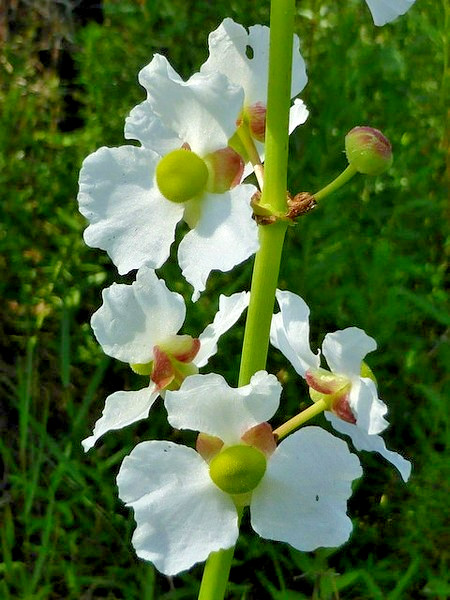 20 LANCELEAF ARROWHEAD SEEDS – Sagittaria lancifolia