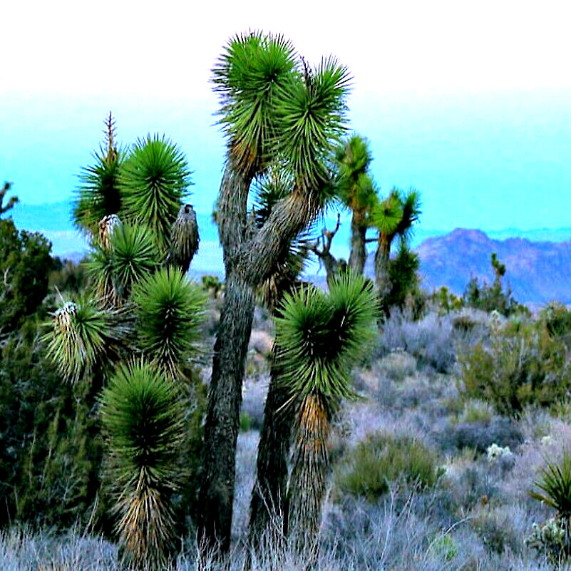 JOSHUA TREE SEEDS “Largest Yucca Plant” Cactus Cacti Succulent Palm Flower RARE!