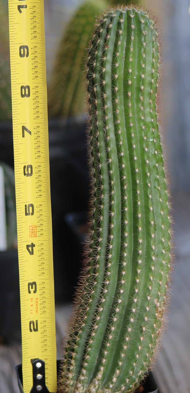 Tricho hybrid ‘White Wedding’
