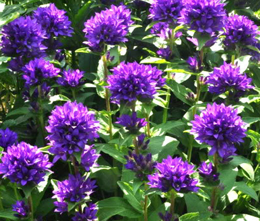 BELLFLOWER SUPERBA Campanula Glomerata – 20 Seeds